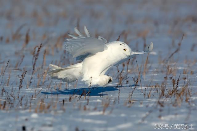这只长着翅膀的“大白猫”有“北极女王”之称,数量稀少十分罕见