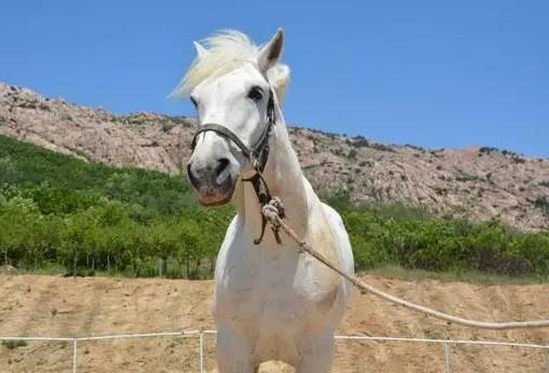 《西游记》中的白龙马最后的结局是什么？