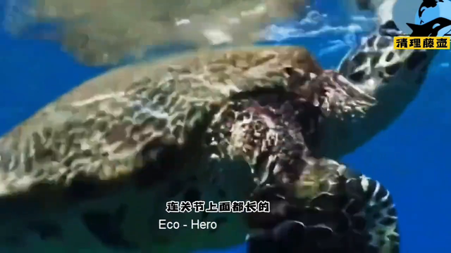 418.海龟被藤壶寄生,帮这家伙清理一下,处理完了干净多了