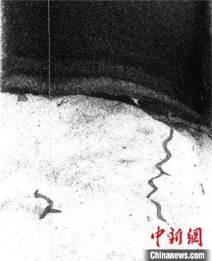 深海生物如何打造其生态环境?国际最新研究发现掘穴和觅食证据