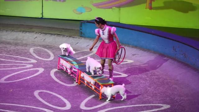 上海杂技团《欢乐马戏》迎新演出季正式开启