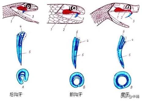 为什么有人说“蛇吃黄鳝比长短”?蛇真的不能吃黄鳝吗?