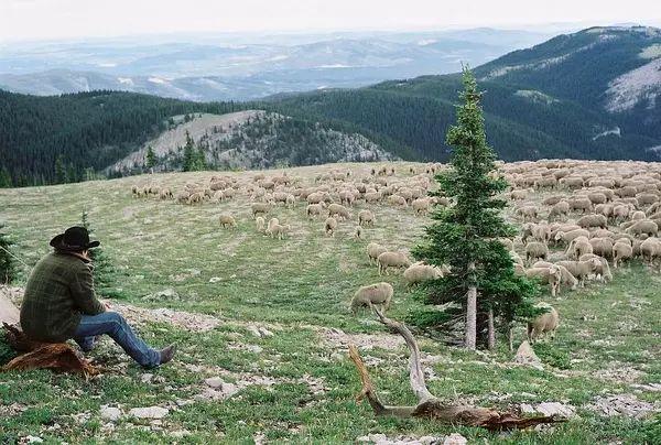 《断背山》讲的不是同性恋,而是爱