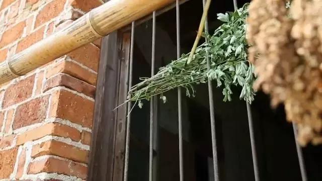 端午前是个宝,过了端午就是草!它到底是啥?