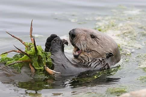传说中“水猴子”真的存在？你可能不相信，渔民却训练它们捉鱼！