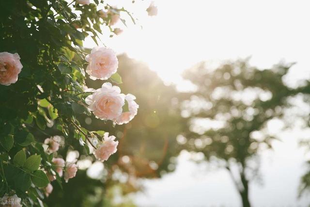 害怕失去你,宁愿宠坏你一辈子的星座男!温柔暴力,甜蜜情感牢笼