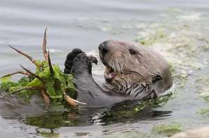 水猴子真实存在吗(传说中“水猴子”真的存在？你可能不相信，渔民却训练它们捉鱼)