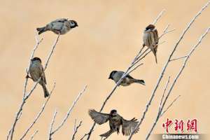 麻雀春天(新疆克拉玛依初春雾凇挂满枝 麻雀枝头嬉戏)