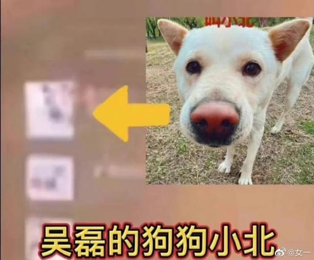 吴磊恋爱了？疑与向涵之共用头像，“吴露可逃”CP粉喊话快澄清