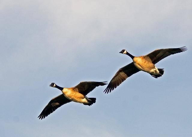 八百多年前十五岁少年惊天一问：问世间情是何物，直教生死相许？