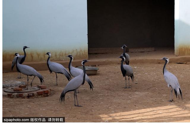 暑期去北戴河看海拾贝喂动物，乐趣满满