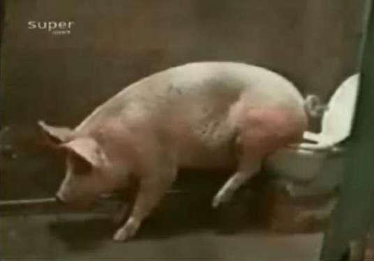 老师一直教育我们一定要同情弱者