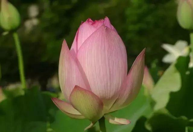 丈夫背地里向情人赠送了10万购车款，妻子能向第三者要回来吗？