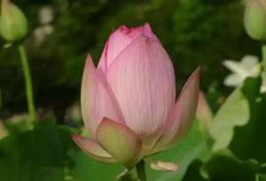 情艳(丈夫背地里向情人赠送了10万购车款，妻子能向第三者要回来吗？)