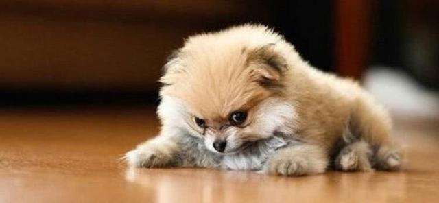 “内有恶犬”?路人好奇一瞧,笑得直不起腰!