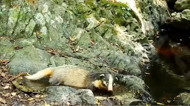 如何狩猎獾子？我将陆续分享6-8种獾子的狩猎方法！