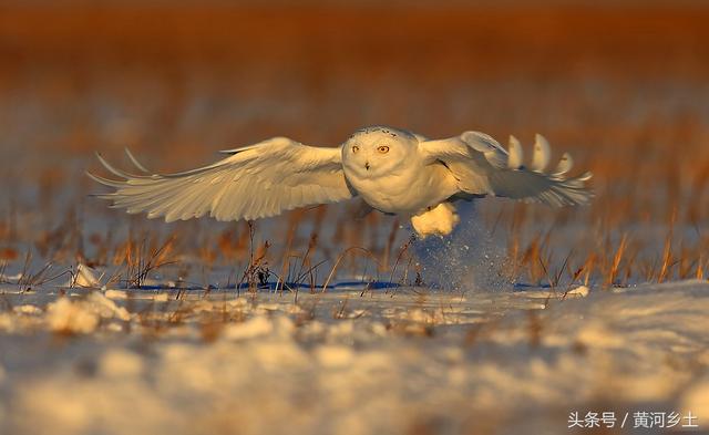 这只长着翅膀的“大白猫”有“北极女王”之称,数量稀少十分罕见