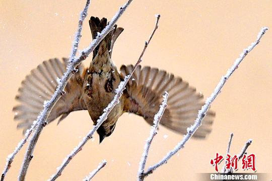 新疆克拉玛依初春雾凇挂满枝 麻雀枝头嬉戏