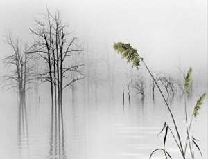 怀一(品一情浓茶韵,怀一情意禅心)