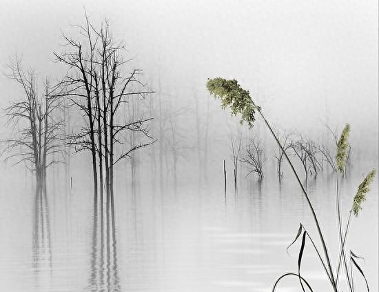 品一情浓茶韵，怀一情意禅心