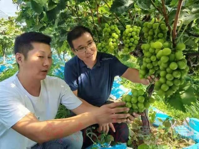 驻马店市驿城区水屯镇禾绿葡萄,听着音乐喝着牛奶身价卖