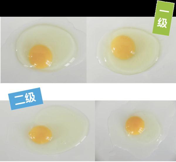 A级鲜鸡蛋，究竟有多鲜？