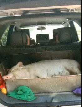 叶玉卿为艺术献身的五部电影,你要都看过,真是慧眼识珠!