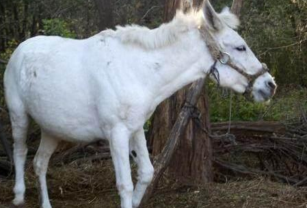 《西游记》中的白龙马最后的结局是什么？