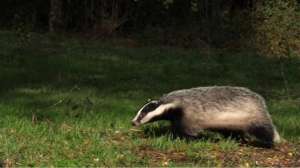 抓獾子最好的办法(如何狩猎獾子？我将陆续分享6-8种獾子的狩猎方法)