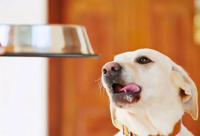 “内有恶犬”?路人好奇一瞧,笑得直不起腰!