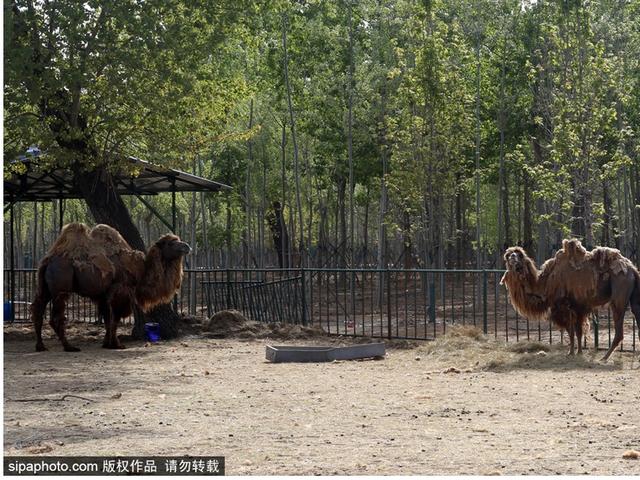 暑期去北戴河看海拾贝喂动物，乐趣满满