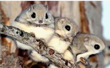 野外见过飞鼠吗？其实我国多达16种，有一种就是寒号鸟，遍布12省