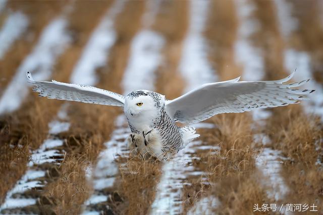 这只长着翅膀的“大白猫”有“北极女王”之称,数量稀少十分罕见