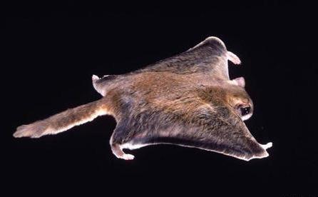 野外见过飞鼠吗？其实我国多达16种，有一种就是寒号鸟，遍布12省