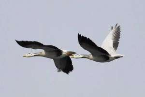 直教人生死相许(八百多年前十五岁少年惊天一问：问世间情是何物，直教生死相许？)