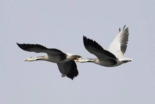 八百多年前十五岁少年惊天一问：问世间情是何物，直教生死相许？