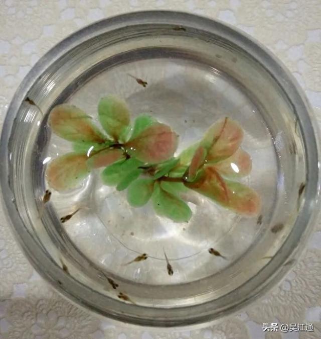 捕鱼的N种方式