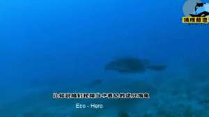 清理藤壶(418海龟被藤壶寄生,帮这家伙清理一下,处理完了干净多了)