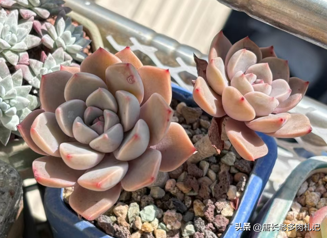 多肉Pink,它既不是粉红天使也不是红宝石,其真面目让人大感意外