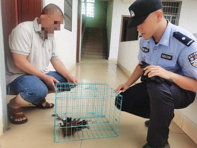 被救的“呆萌”小鸟，竟是国家二级保护动物！