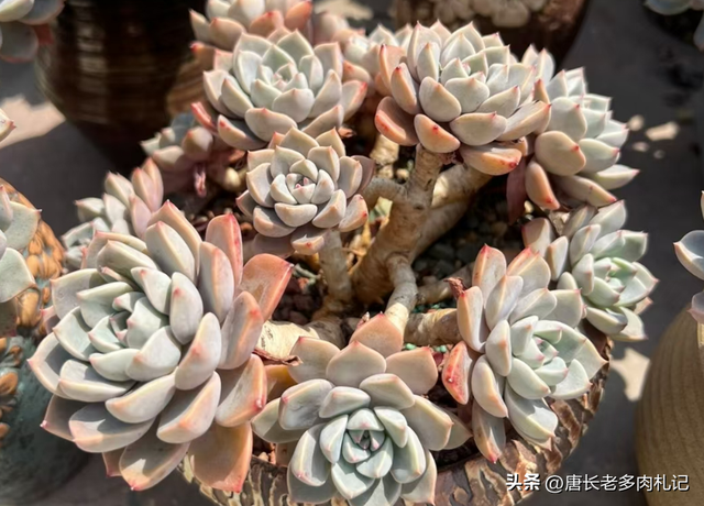 多肉Pink,它既不是粉红天使也不是红宝石,其真面目让人大感意外