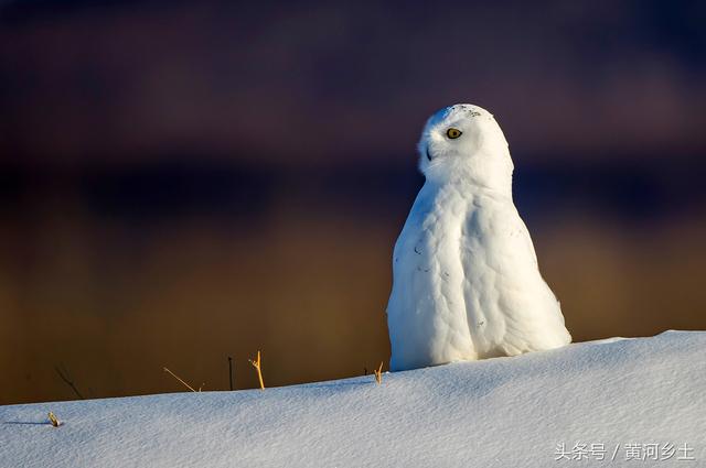 这只长着翅膀的“大白猫”有“北极女王”之称,数量稀少十分罕见