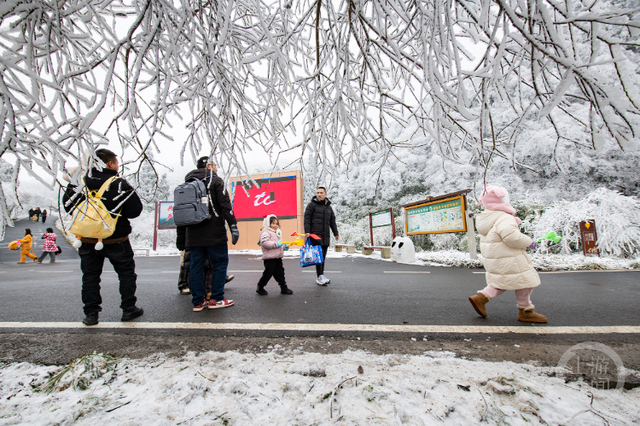金佛山雪景引客来,周末玩雪乐翻天