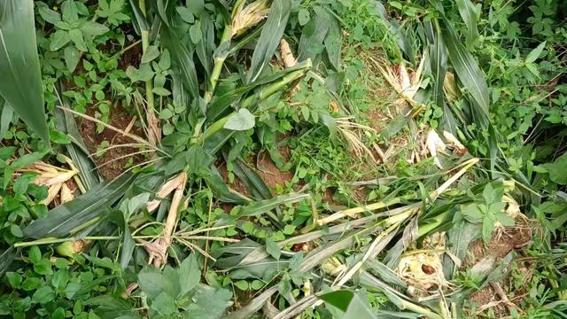 如何狩猎獾子？我将陆续分享6-8种獾子的狩猎方法！