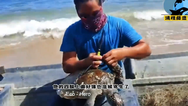 418.海龟被藤壶寄生,帮这家伙清理一下,处理完了干净多了