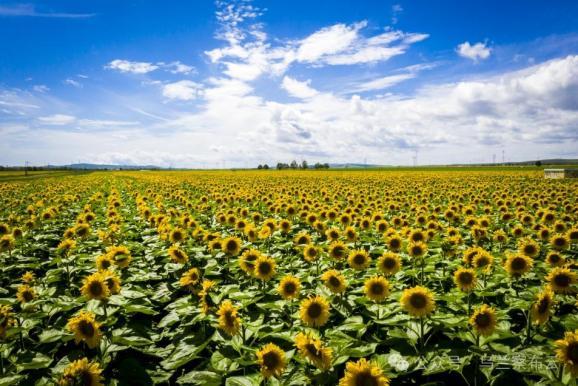 这个八月，乌兰察布非去不可！