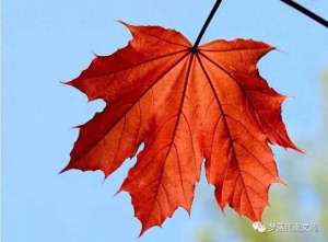 咏赞(七律咏赞枫叶红文丨朱兴安丨图丨网络)