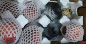 水蜜桃18(这就翻车了?被投诉桃子霉烂长毛,新东方回应了)