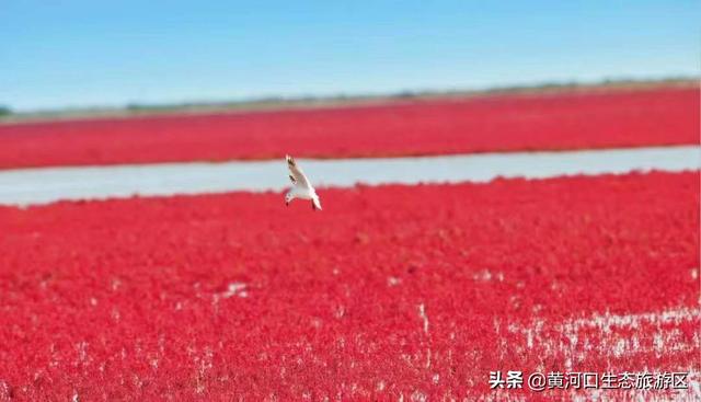 东营市青年钢琴家李约翰  为黄河入海献曲