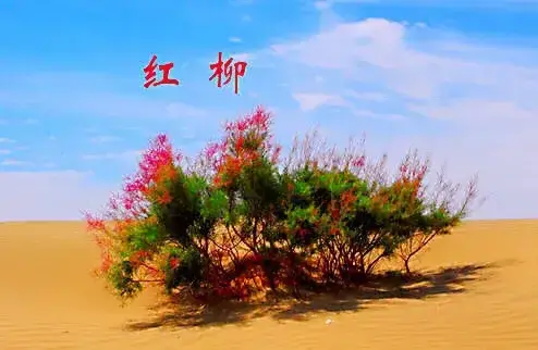 诗词赏读丨当代咏红柳诗词24首